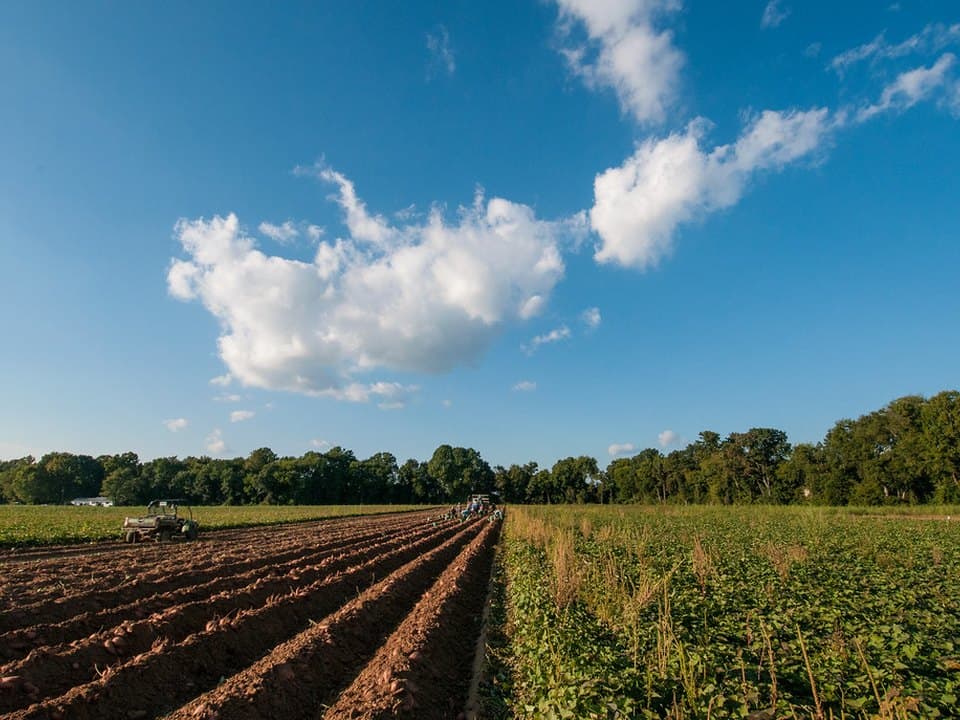 Farmlands